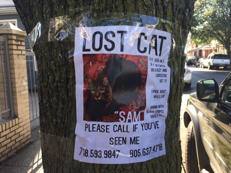 Help Find Sam The Cat