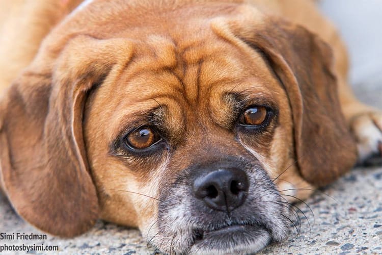 Sean Casey Animal Rescue Photo Shoot Will Make You Want To Adopt Every Single One Of These Dogs