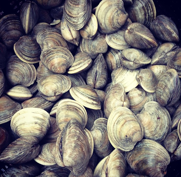 Enjoy A Clam Bake At The Cortelyou Greenmarket This Sunday