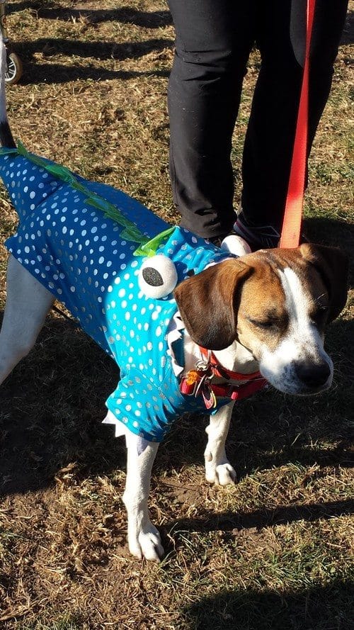 Howl-O-Ween Costume Bash For Dogs Is This Sunday In Prospect Park