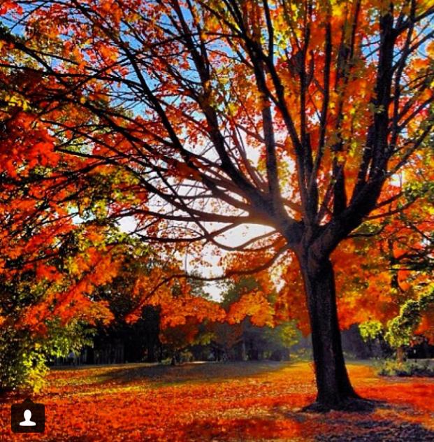 Capturing The Fleeting Fall Foliage At Prospect Park