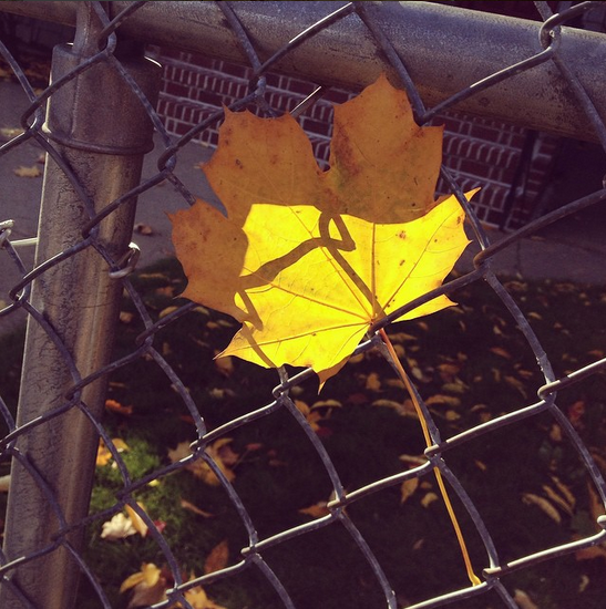 Capturing Fall