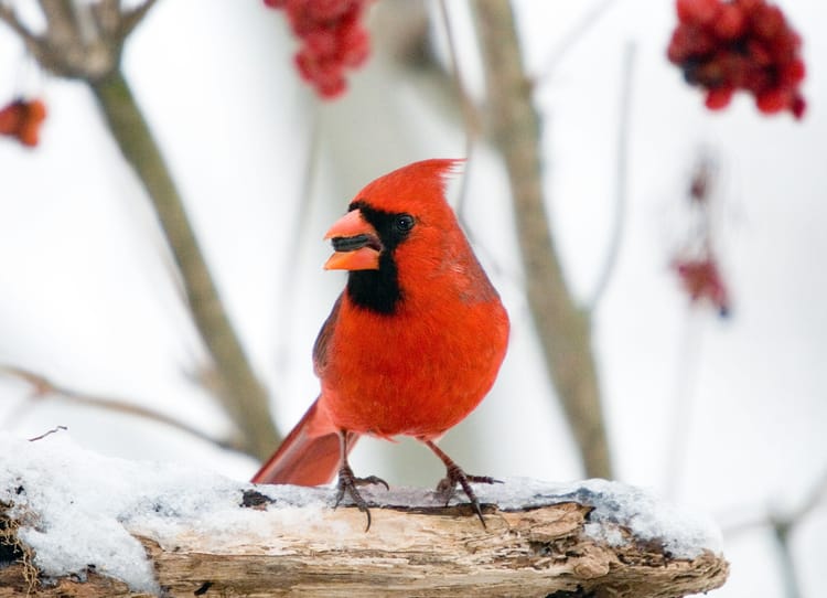 Grab Your Binoculars: It’s Time For The Christmas Bird Count