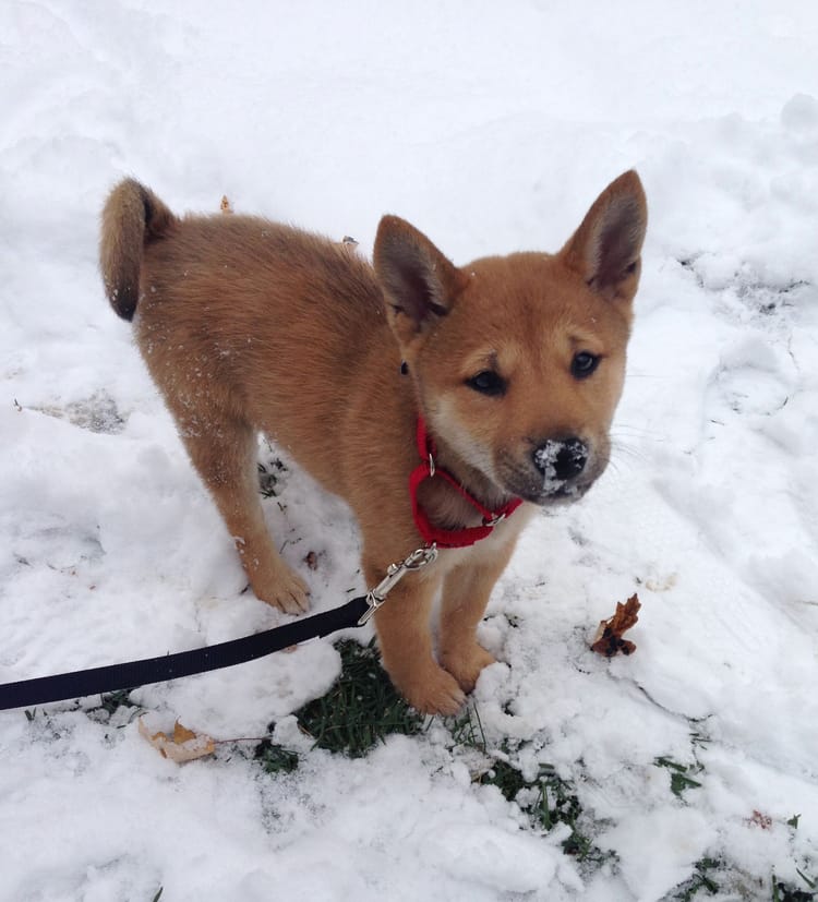 Taking Care Of Your Pets In The Cold Weather