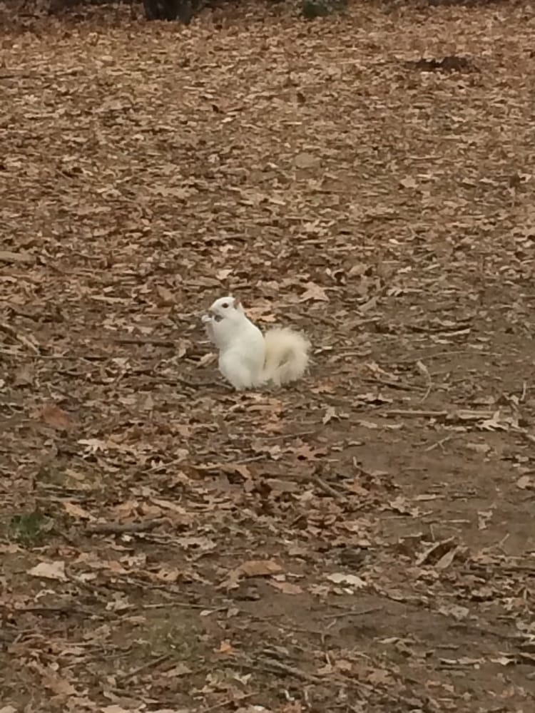 Photo Of The Day: The White Squirrel