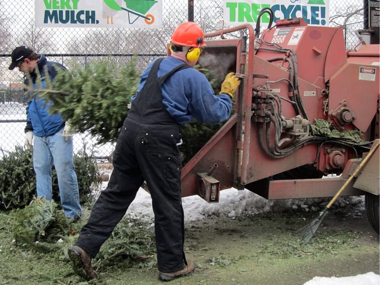 What To Do With That Dead Christmas Tree