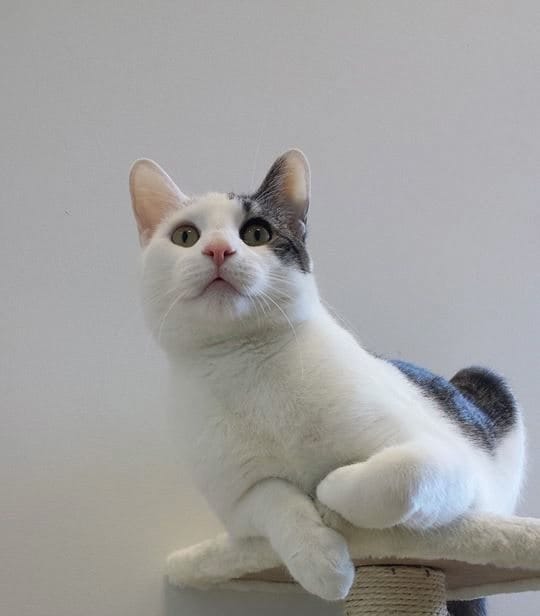 Adopt Charming Cat Kobe