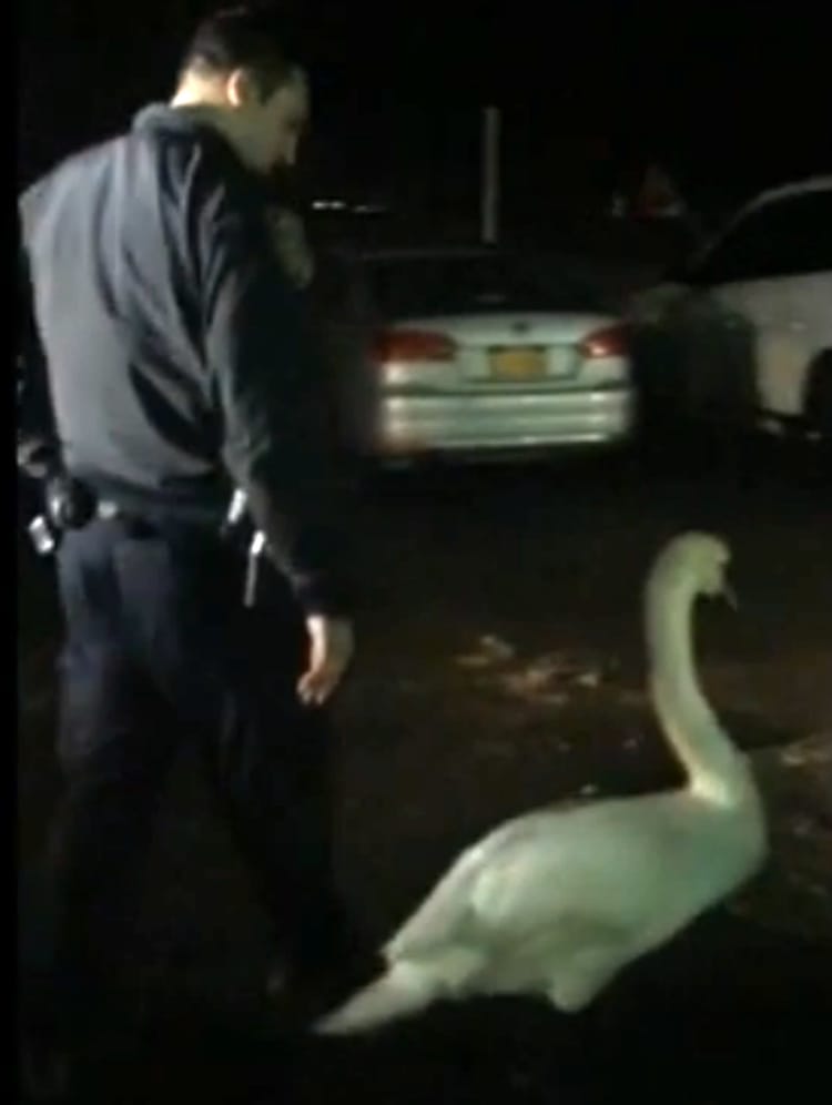 Swan Runs A-Fowl Of The Law On Brigham Street (Video)