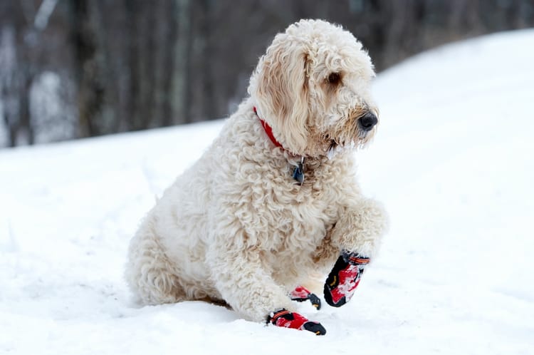 Paw Protection, Don’t Wash Your Dog, Check Before You Rev & More Cold Weather Pet Safety Tips