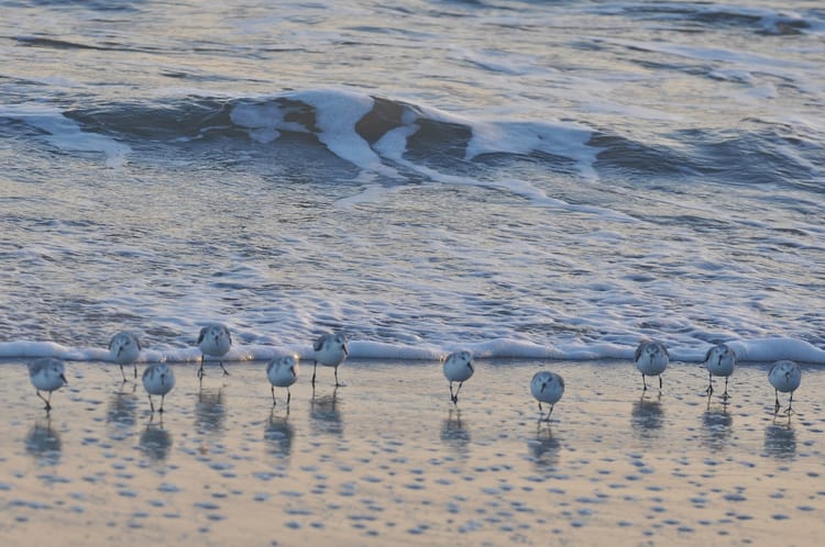 A V-Day For The Birds: Join The Great Backyard Bird Count And Science It Up!