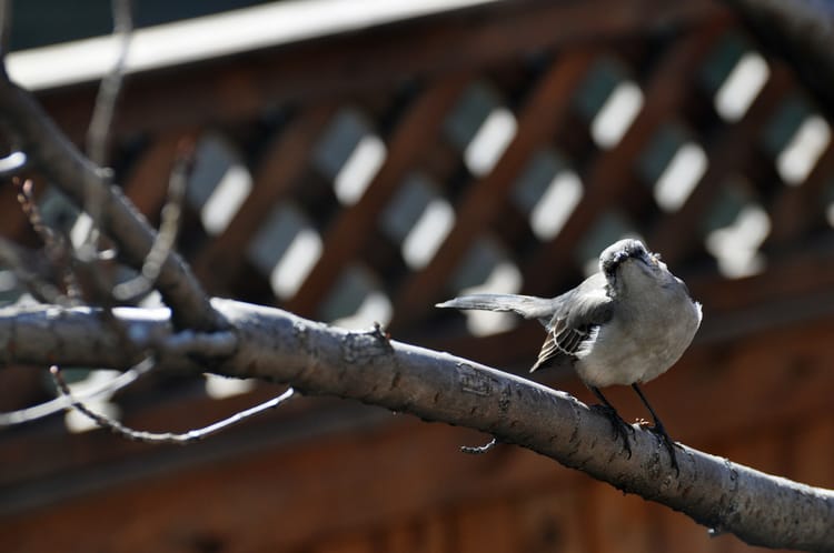 Show Some Love For Mother Nature With The Great Backyard Bird Count This Weekend