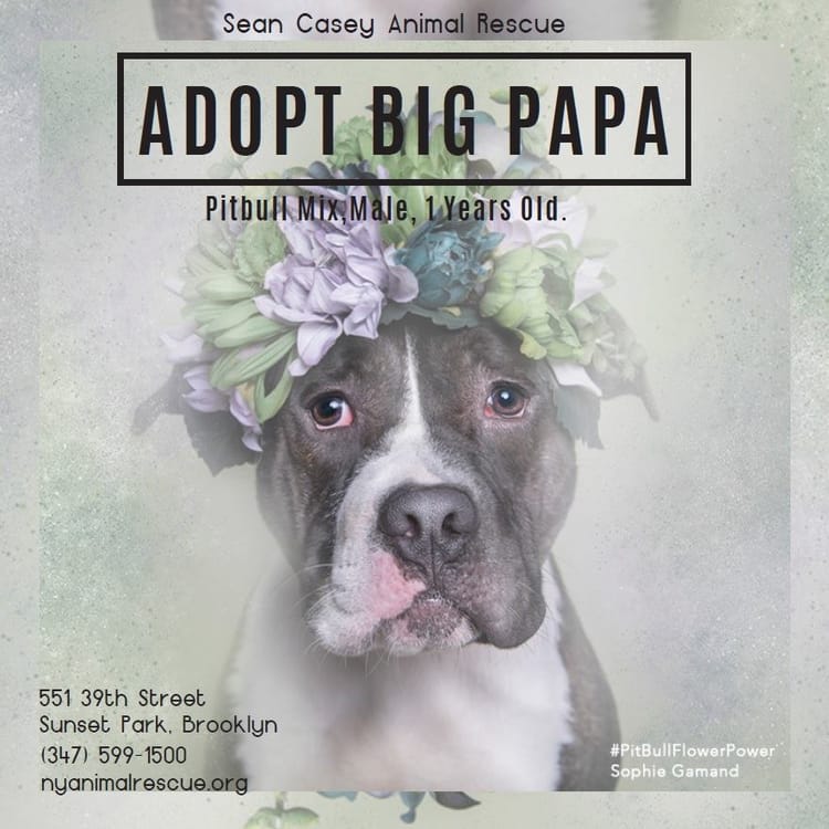 Adoptable Pet Of The Day: Big Papa