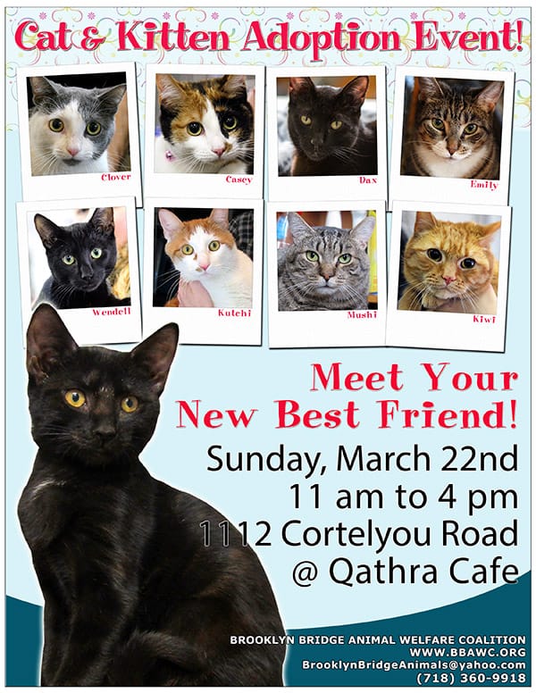 Canceled: Cat & Kitten Adoption Event At 1112 Cortelyou Road, Outside Qathra Cafe, This Sunday, March 22