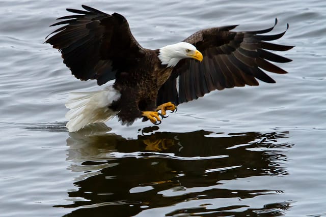 After Century-Long Absence, Bald Eagles Nest In NYC