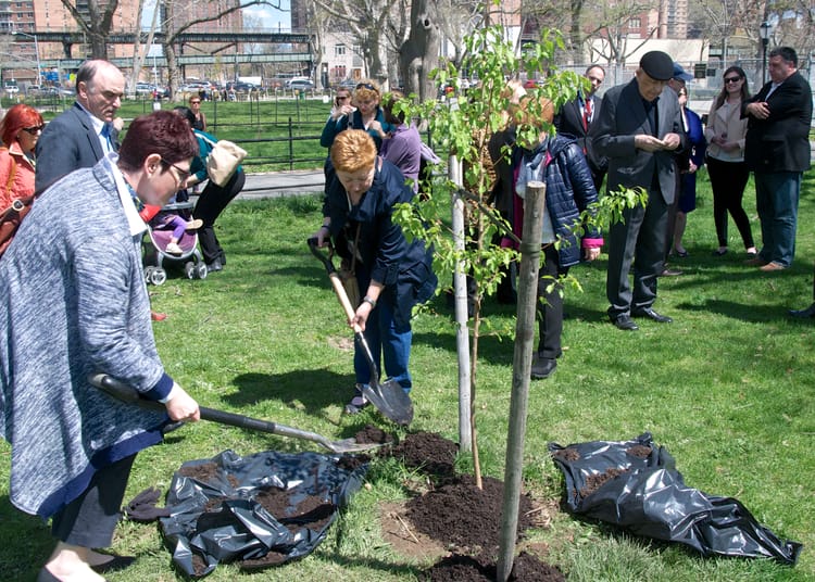 Sapling Of The Iconic 9/11 Survivor Tree Planted At Asser-Levy Park Memorial