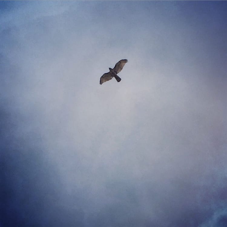 Photo Of The Day: Hawk