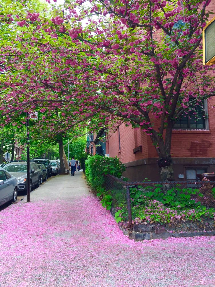 Photo Of The Day: Cherry Blossom Blanket