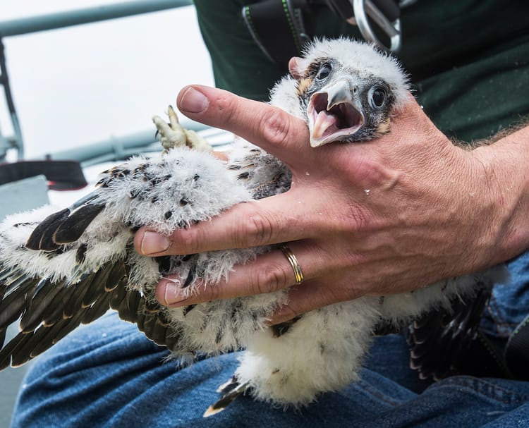 Adorable Baby Falcons Hatched And Banded Atop The Verrazano Bridge [Video]