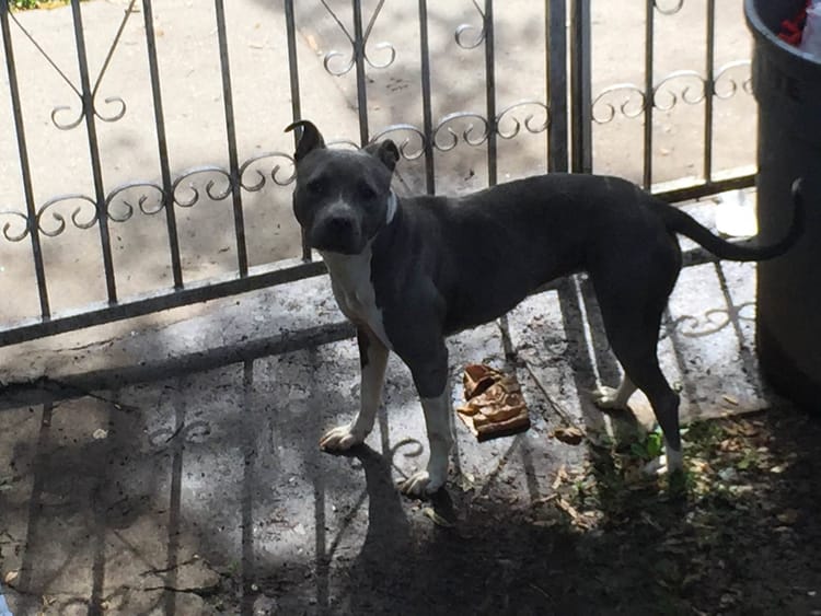 Pit Bull Found On E. 16th Street, Between Beverley & Cortelyou Roads