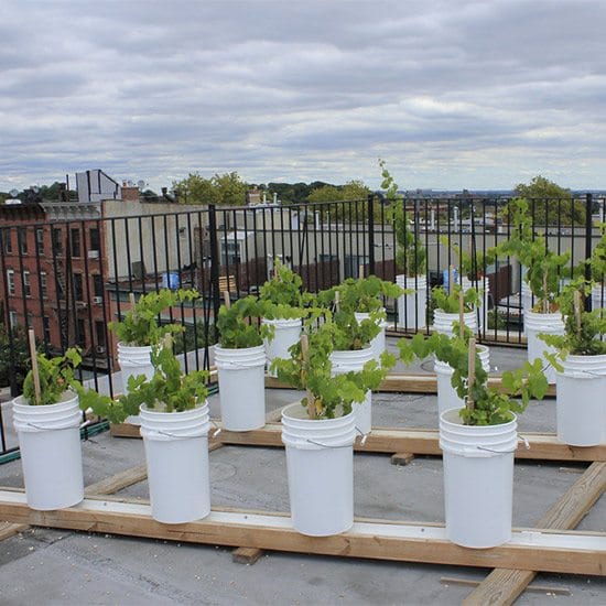 Rooftop Reds Is Bringing Brooklyn’s First Rooftop Vineyard To The Brooklyn Navy Yard