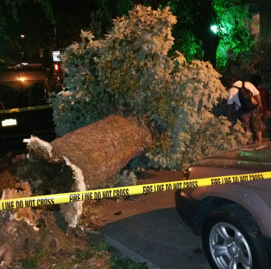 Giant Tree Falls Across Dorchester Road, Near E. 18th Street, Thursday Night