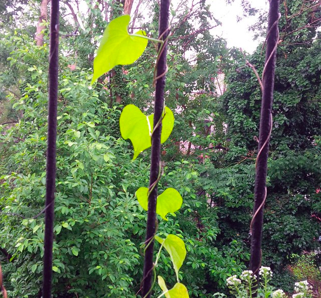 Photo Of The Day: Morning Glory