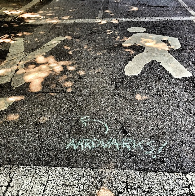 Photo Of The Day: Aardvarks