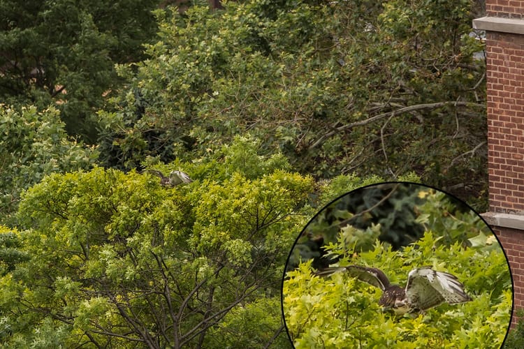 One Of LIU Brooklyn’s Three Baby Hawks Flew The Coop For The First Time