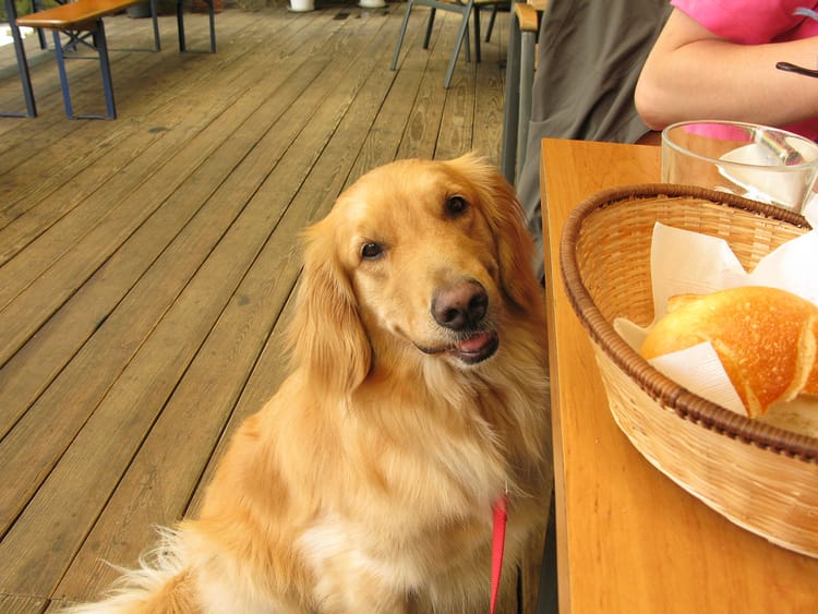 Passage Of Dining With Dogs Bill Means Outdoor Cafes Can Legally Welcome Furry Friends