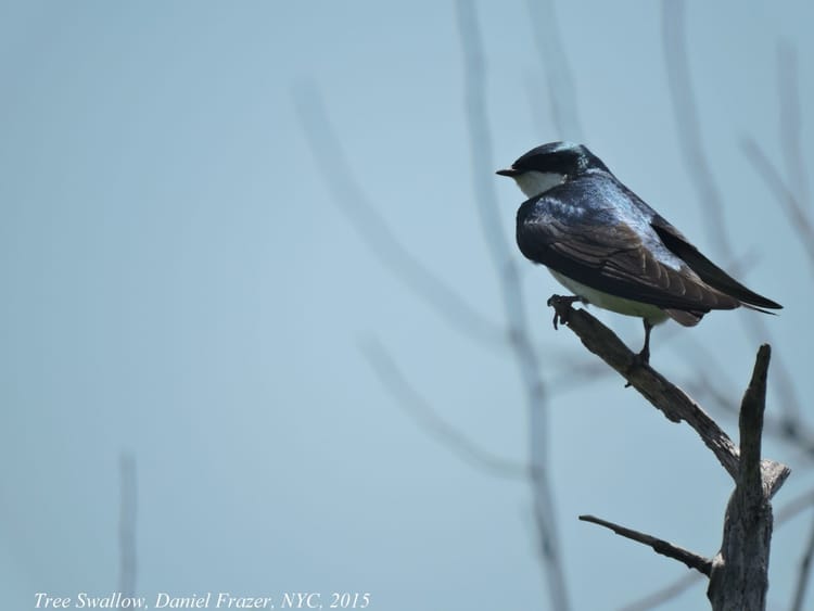 Meet Your Avian Neighbors: Swallows, The Most Fabled Fliers Of Brooklyn