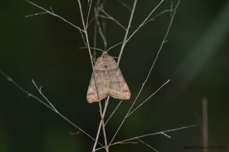 Celebrate Moths During National Moth Week