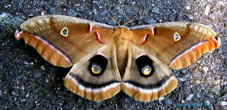 Celebrate Moths During National Moth Week