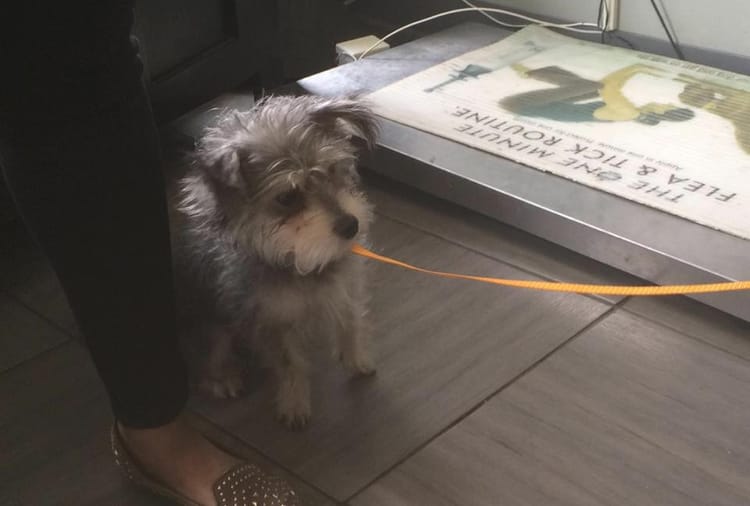 Lost Dog Found On Ocean Parkway Near Cortelyou Road