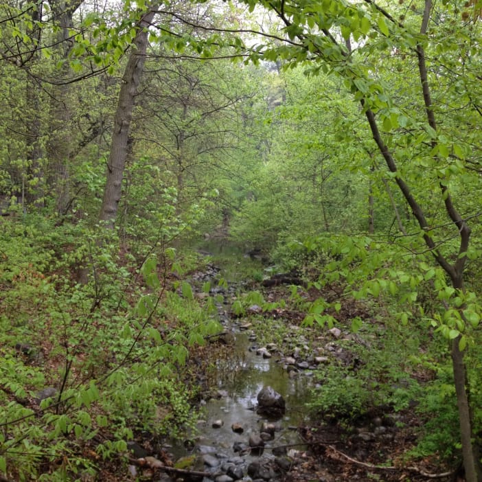 Go Foraging In Prospect Park This Saturday