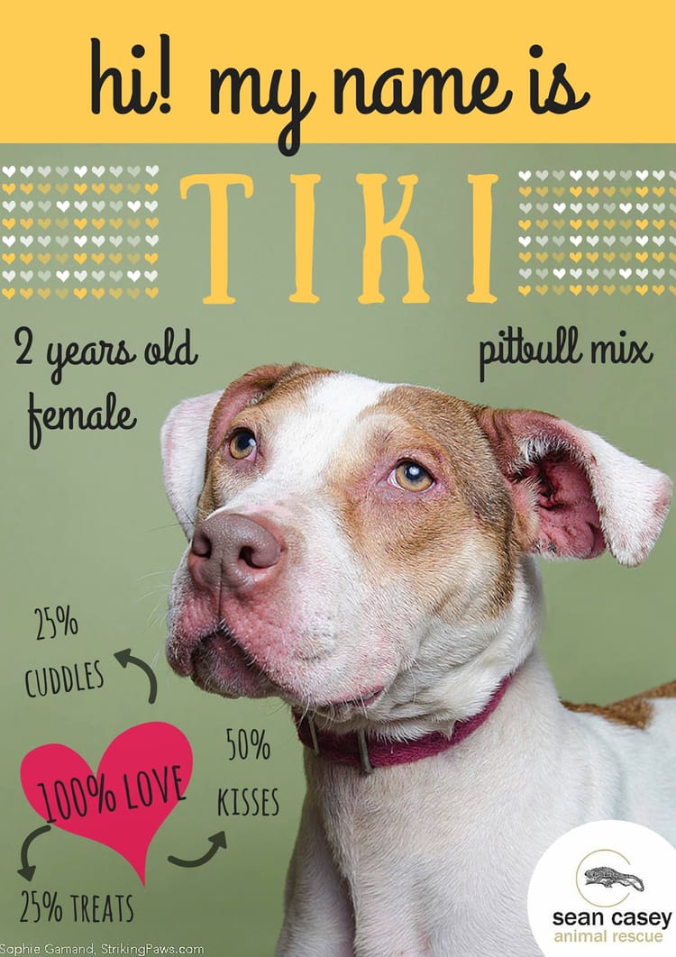 Adoptable Pet Of The Day: Tiki At Sean Casey Animal Rescue