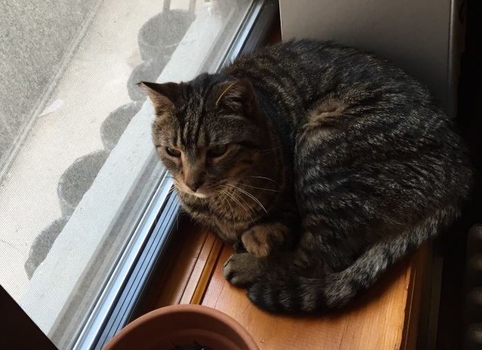 Help Find Toby The Cat, Last Seen At E. 21st Street Between Newkirk & Ditmas Avenues