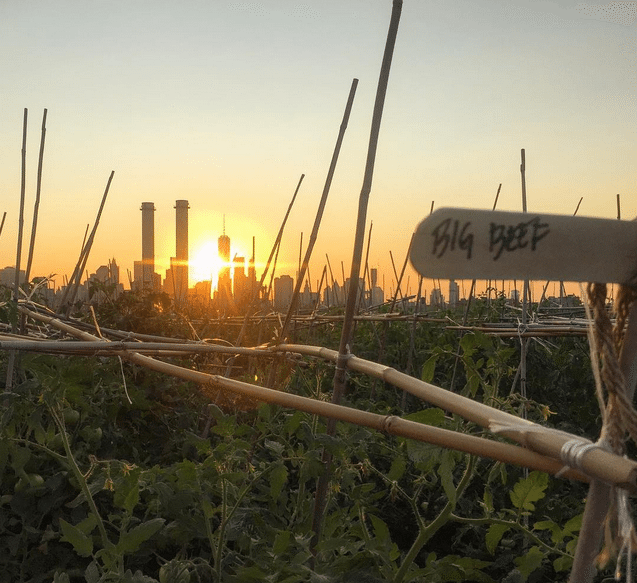 Photo Finish: Sundown As Tomatoes Rise Up At The Brooklyn Grange Farm