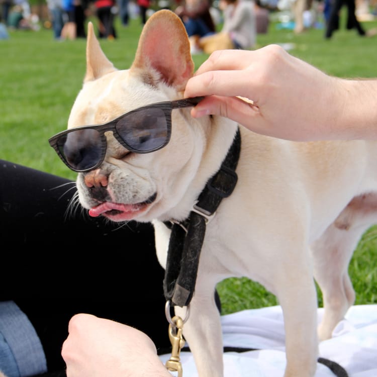 How To Keep Your Pets Cool In The Summer Heat