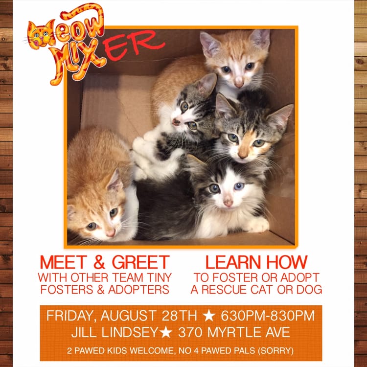 Pet Lovers, Unite At Tonight’s Meow Mixer And Then Foster Or Adopt A Kitten On Sunday