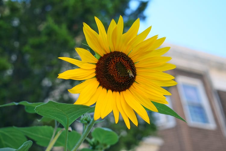 Photo Of The Day: Yellow