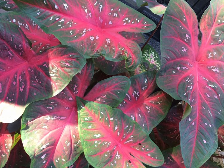 Photo Of The Day: Caladium