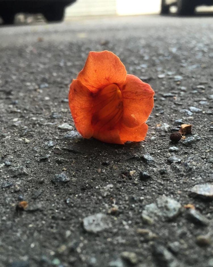 Photo Of The Day: Fallen Flower