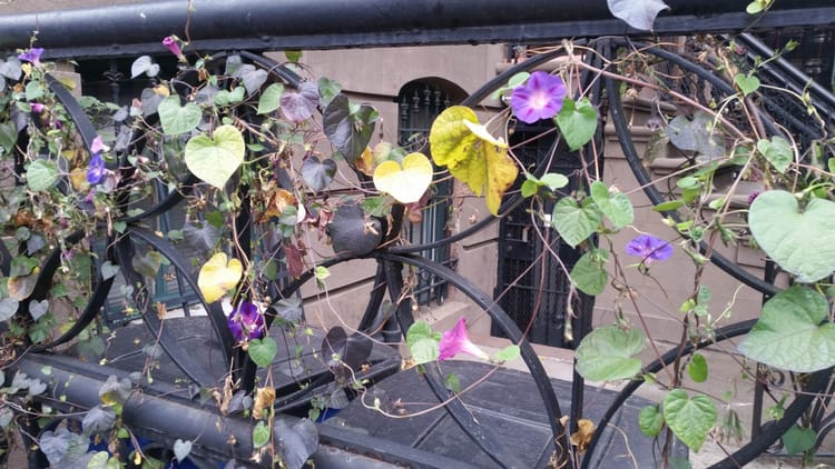 Photo Finish: Purple Blossoms And Leaf Hearts