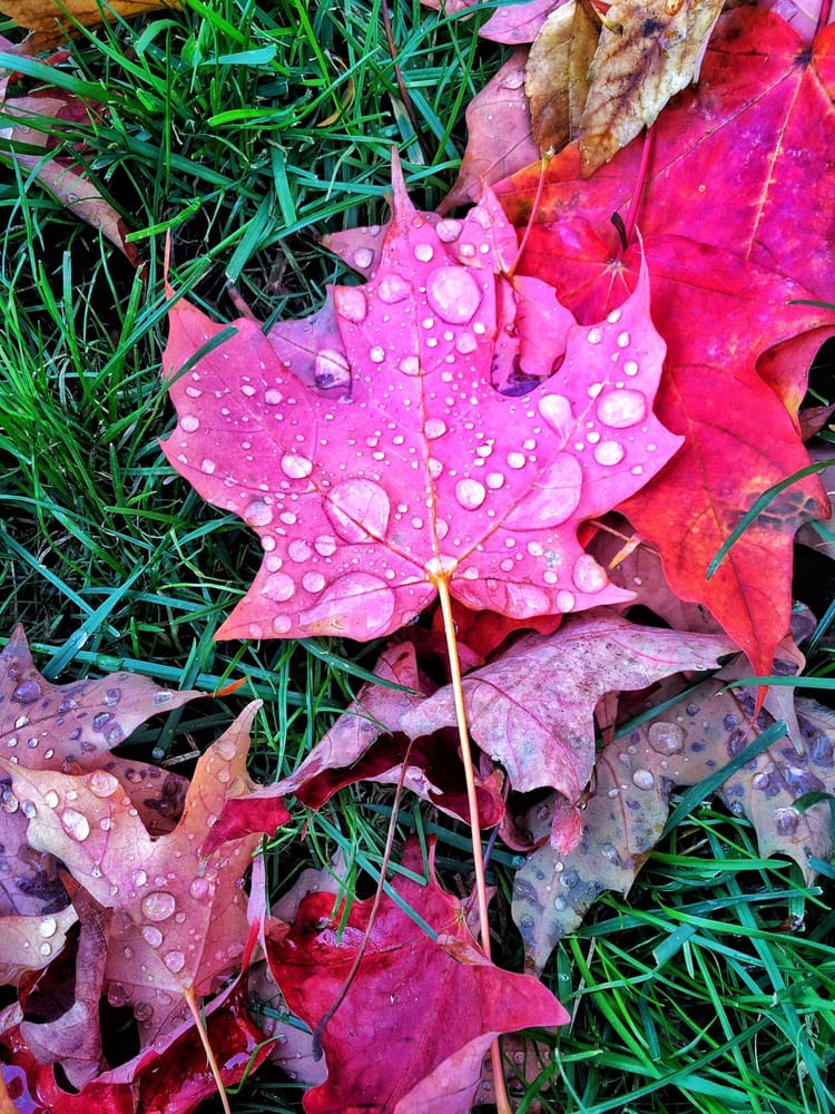 Photo Of The Day: Dewdrops