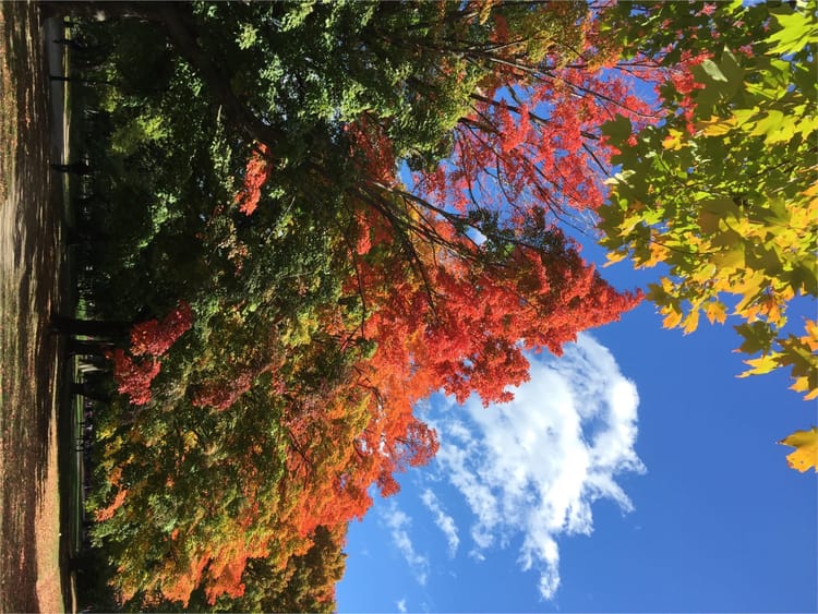 Photo Of The Day: Autumn Leaves