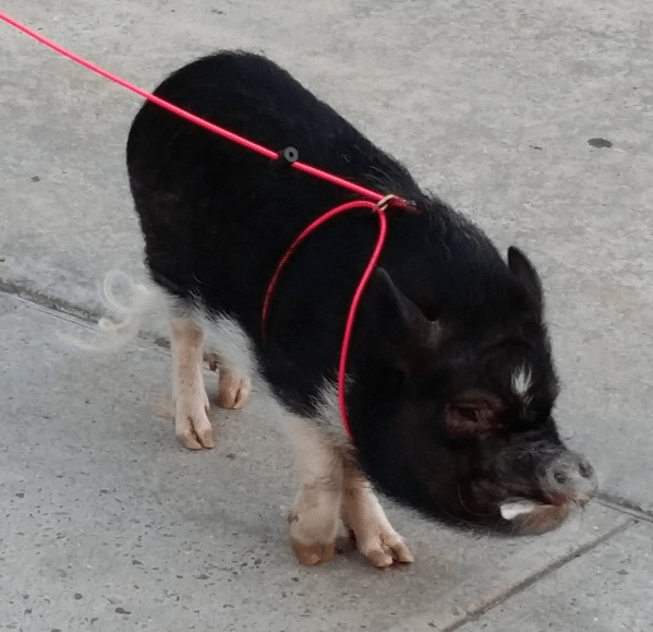 Photo Finish: Just A Pig On A Leash, Out For A Stroll