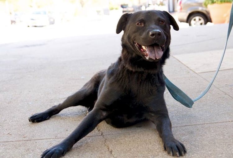 Adoptable Animal Of The Week: Bear The Dog