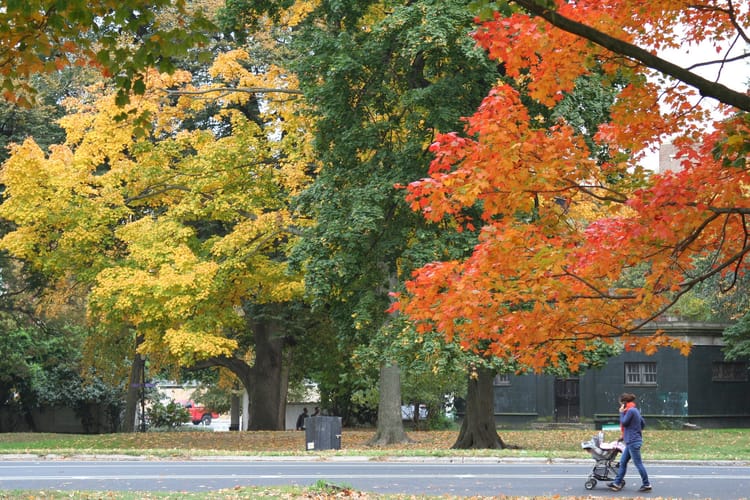 Five Ways To Celebrate Fall In Brooklyn