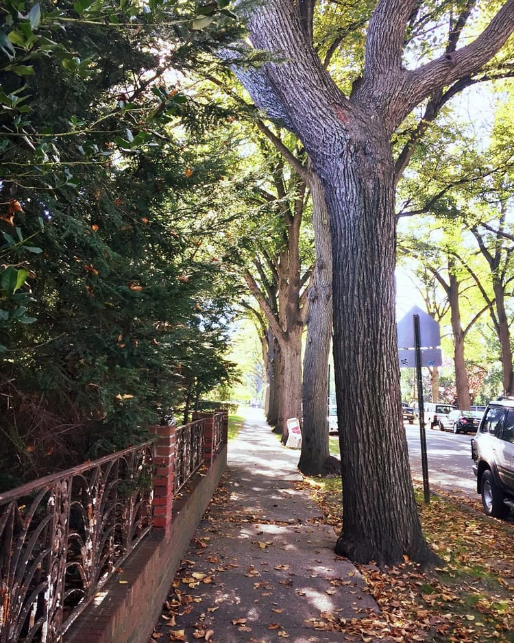 Photo Of The Day: Falling Leaves