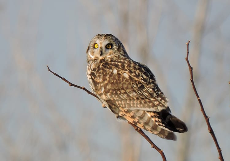 Here’s What You Need To Know About The Millions Of Birds Migrating Through Brooklyn